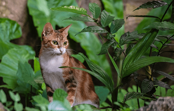 Beware of toxic plants that can be dangerous for your pets