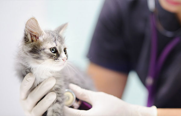 how to cure fading kitten syndrome at home