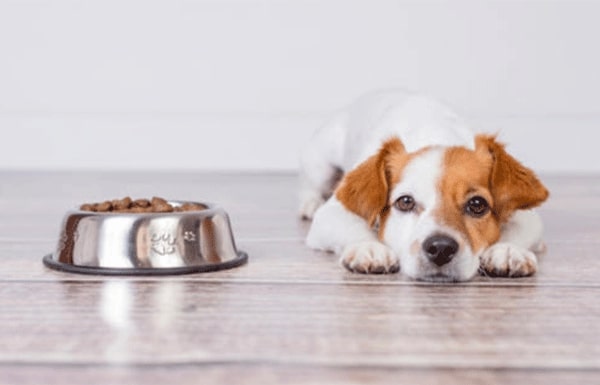 How to Prevent Bloating in Dogs Naturally