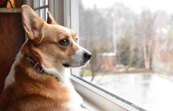 separation anxiety in dogs