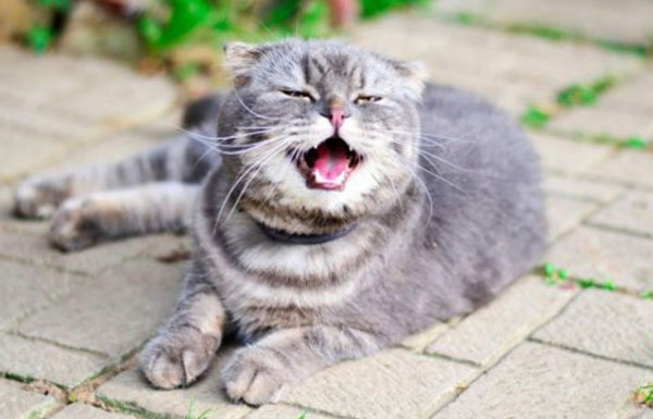 reverse sneezing in cats