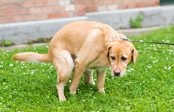 How to Potty Train an Older Dog