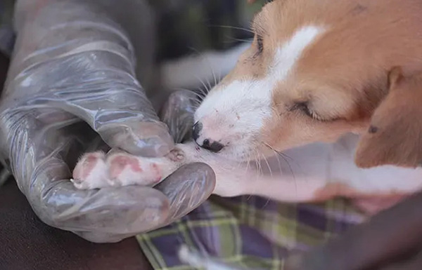 Mango worms in Dogs