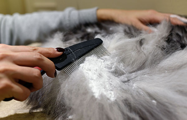 cat matted fur