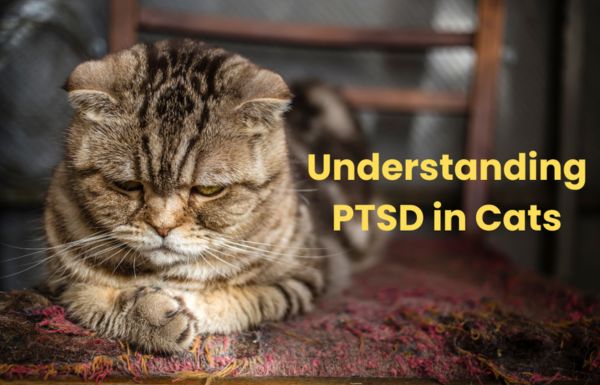 post traumatic stress disorder in cats