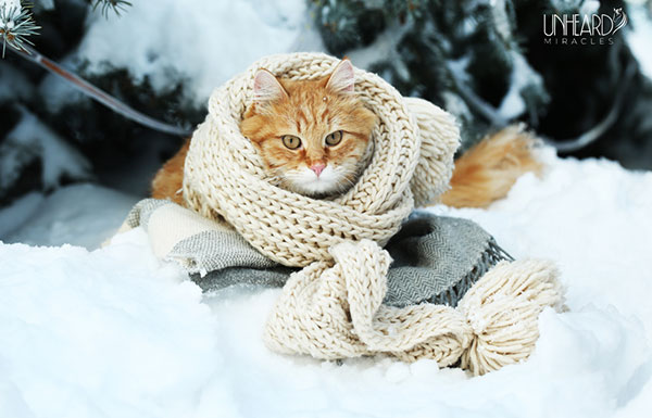 Tips to Protect Pets in Winter