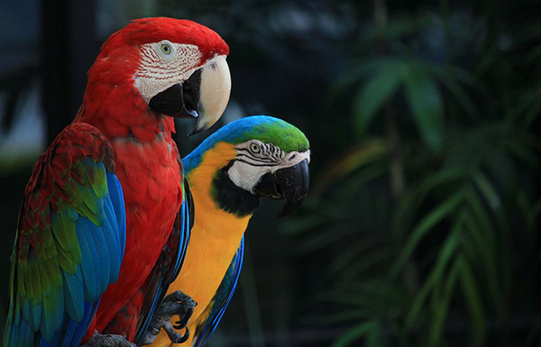 interesting facts about parrots