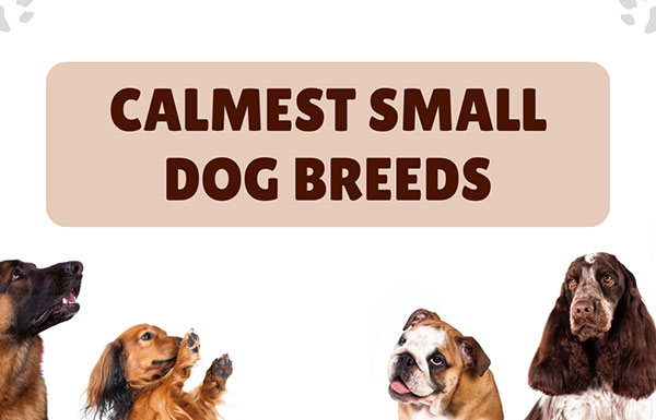 calmest small dog breeds