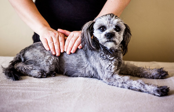 reiki for animals