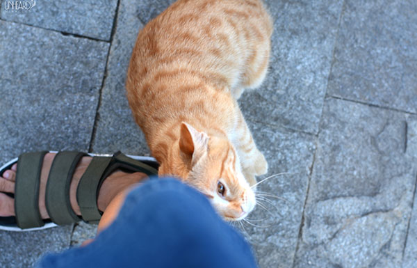 why do cats rub against you