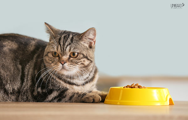 toxic foods for cats