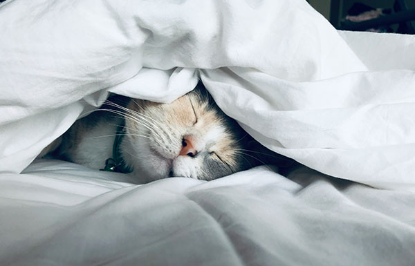 do animals dream