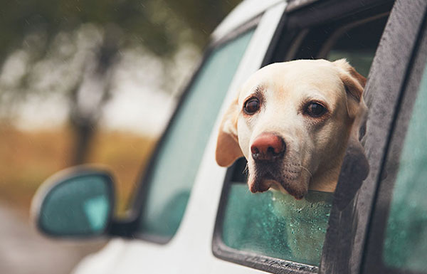 car sickness in puppies