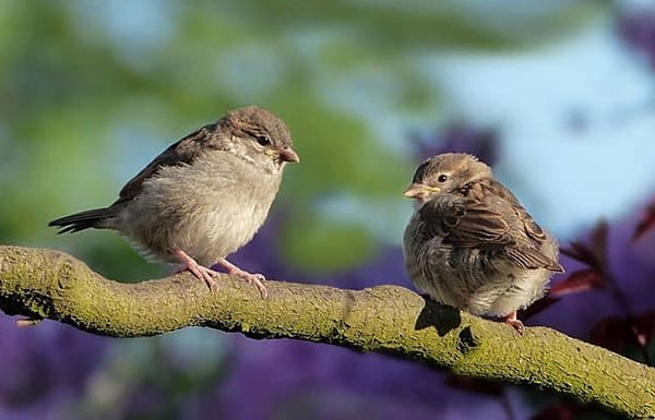 how do birds communicate