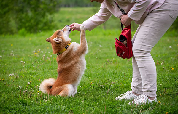 dog communication