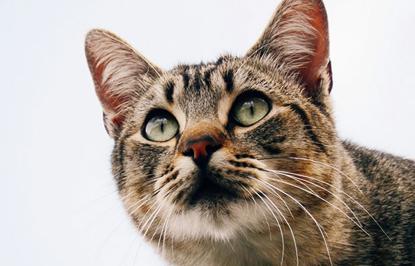 why do cats stare at walls