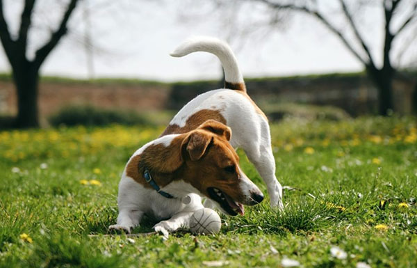 why do dogs chase their tails