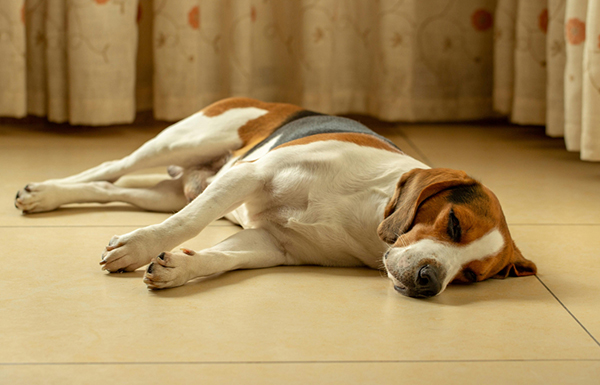 why do dogs sleep so much